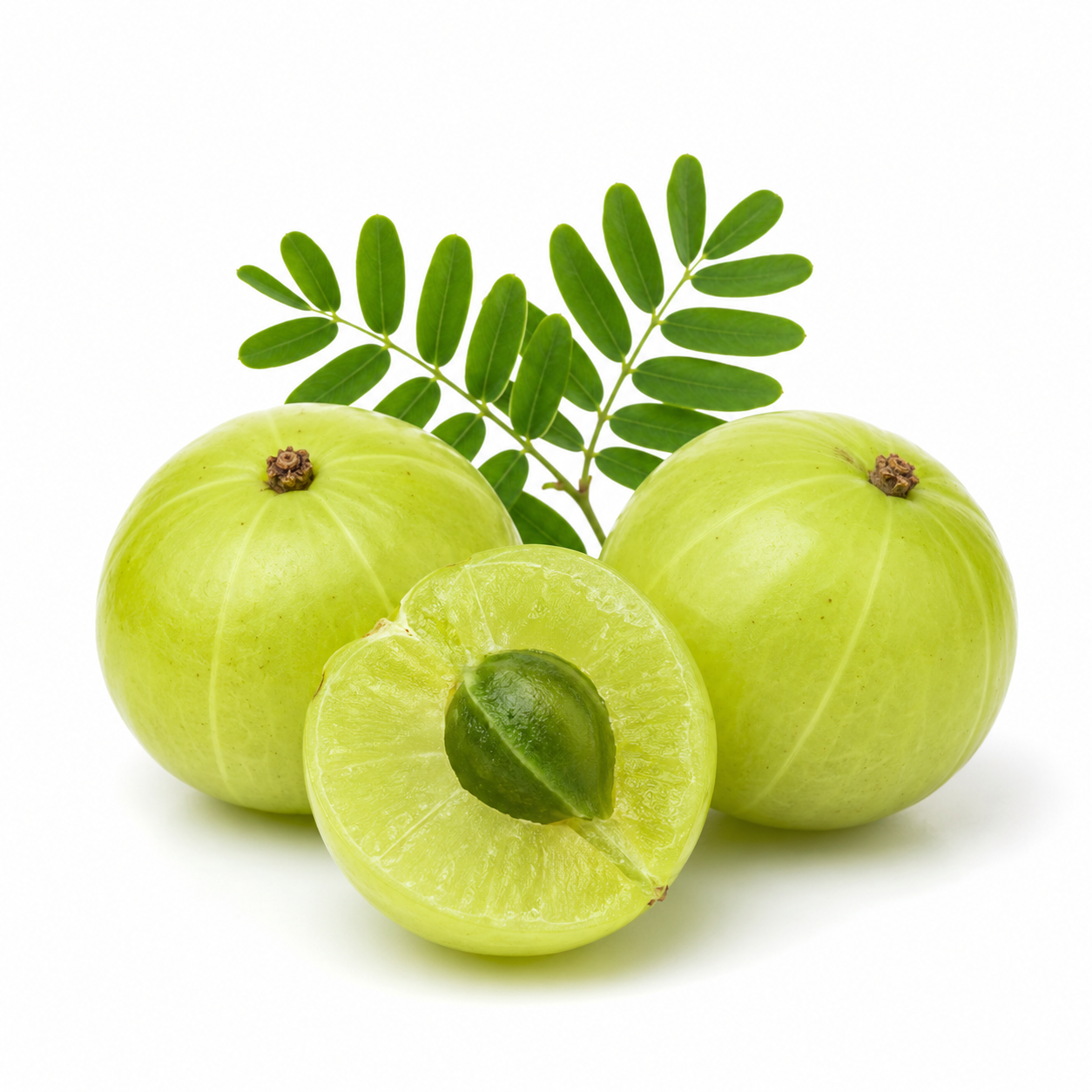 plain photo of an amla plant shown in a white background