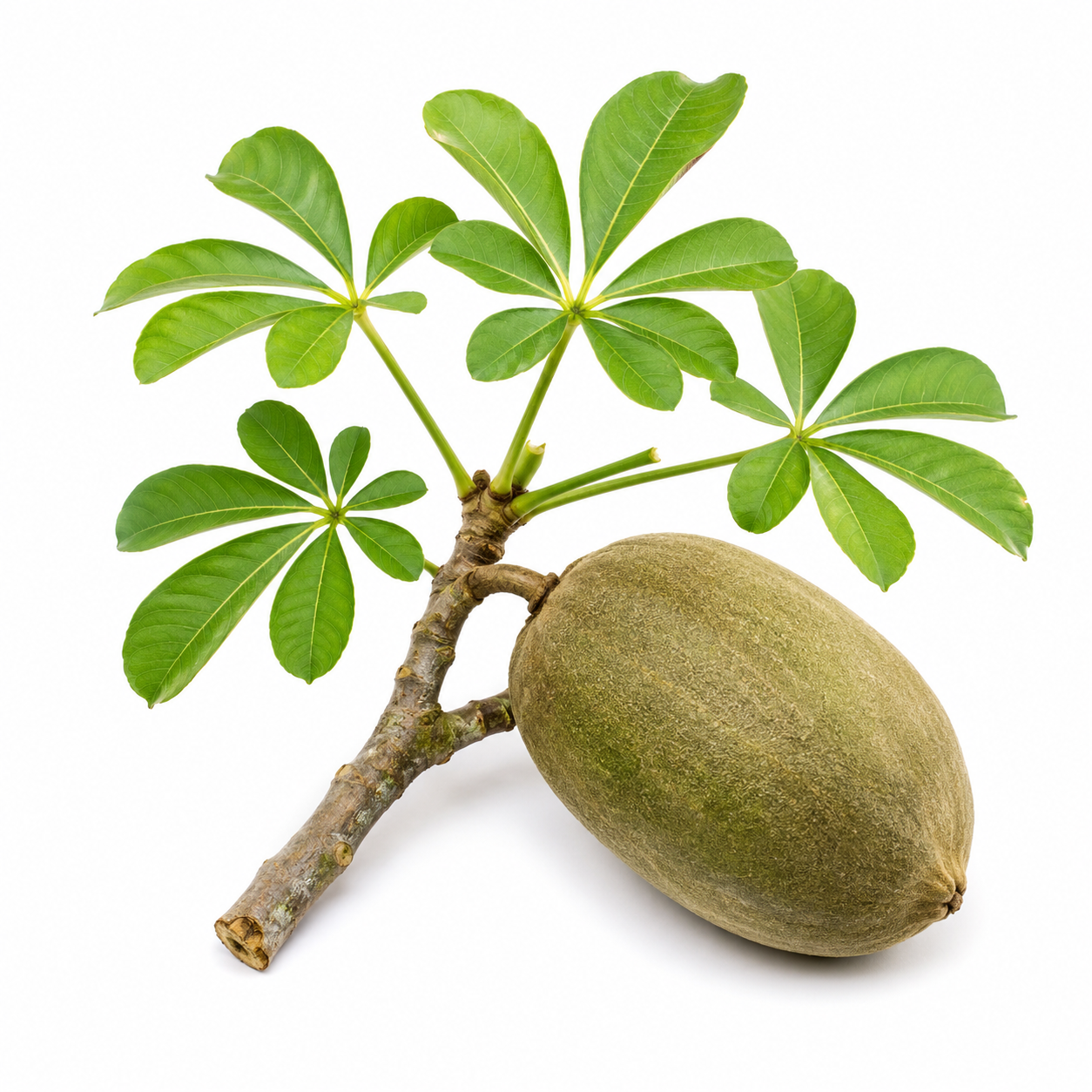 plain photo of a Baobab plant shown in a white background