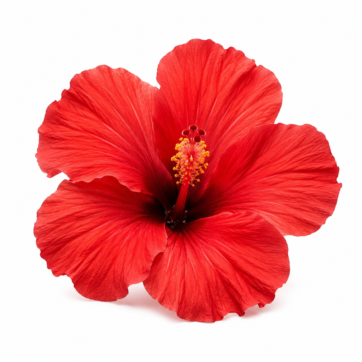plain photo of a red hibiscus flower shown in a white background