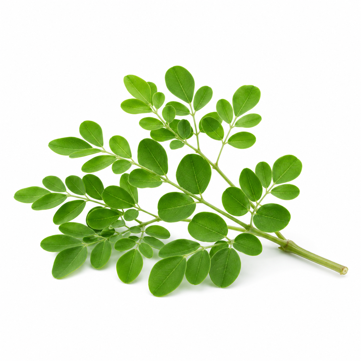 plain photo of a moringa plant shown in a white background