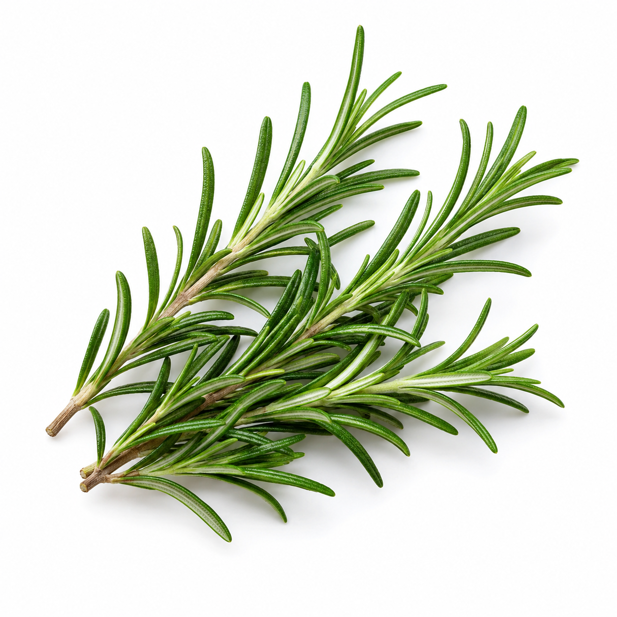 plain photo of rosemary shown in a white background
